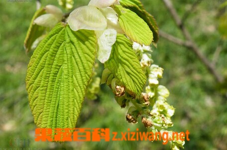 蜡瓣花的功效与作用