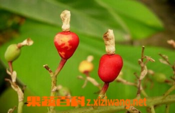 红豆蔻的功效与作用
