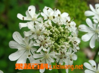 什么是独活 独活的功效与作用