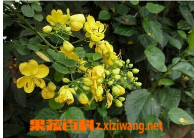 槐花的功效和作用
