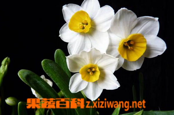 水仙花怎么养 水仙花的养殖方法和注意事项