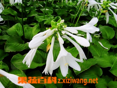 玉簪花的功效与作用