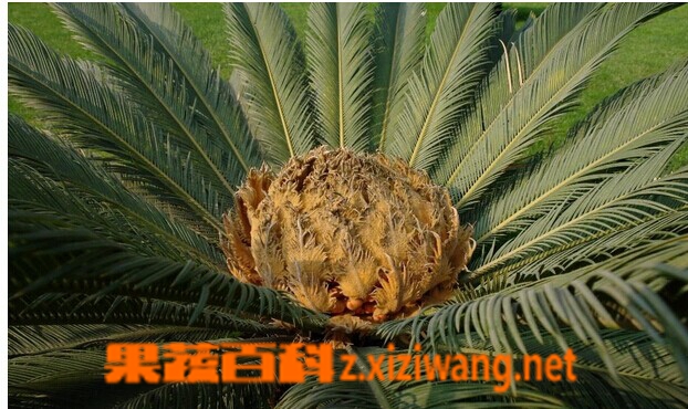 鳞秕泽米铁的功效与作用