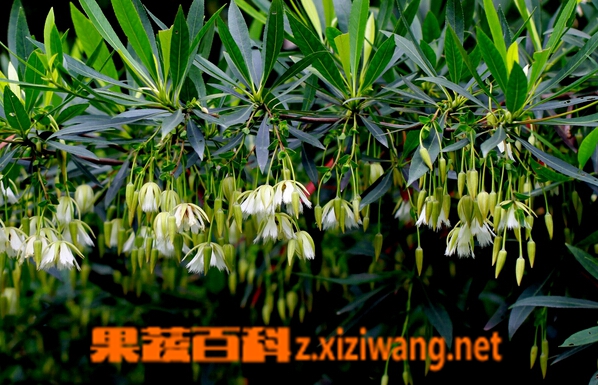尖叶杜英的功效与作用