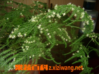 文竹的作用与功效