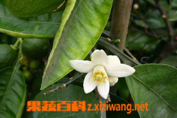 代代花枳的功效与作用