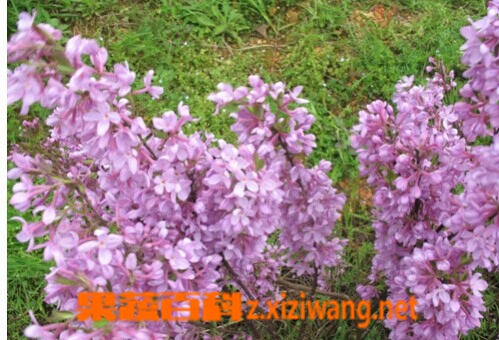 芫花图片和功效作用