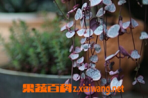 爱之蔓的功效与作用