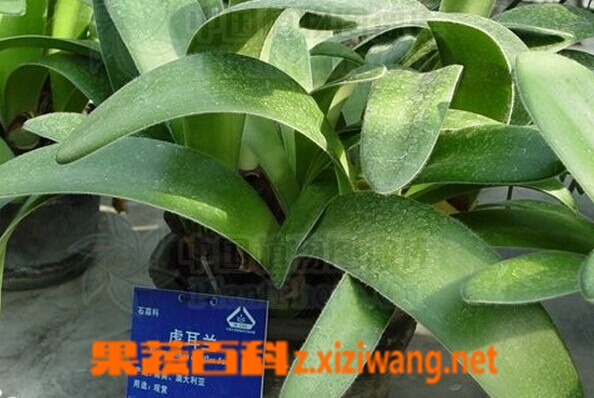 虎耳兰的功效与作用