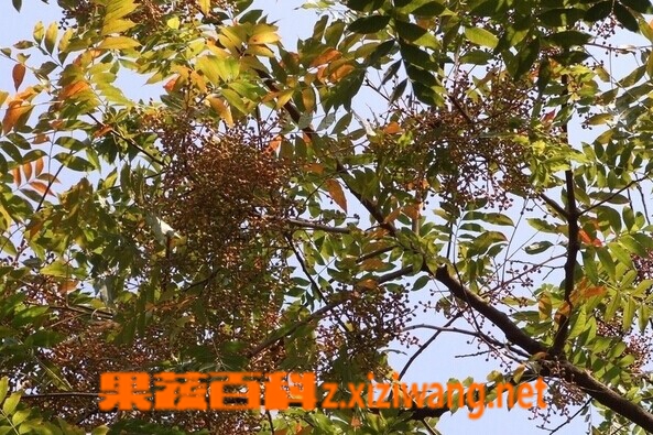 黄连木的功效与作用