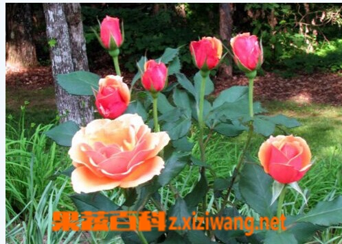 玫瑰花的种类及图片