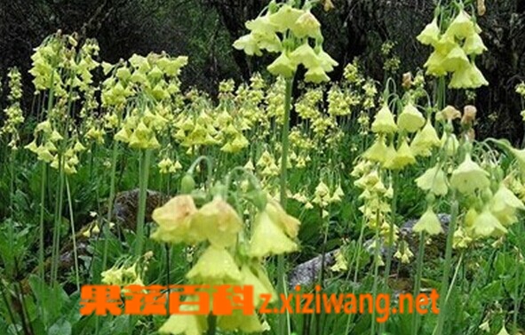 金黄脆蒴报春的功效与作用