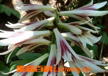 大百合的功效与作用