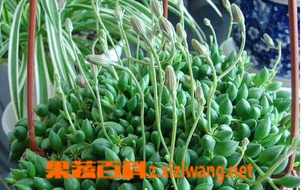 佛珠吊兰的养殖方法