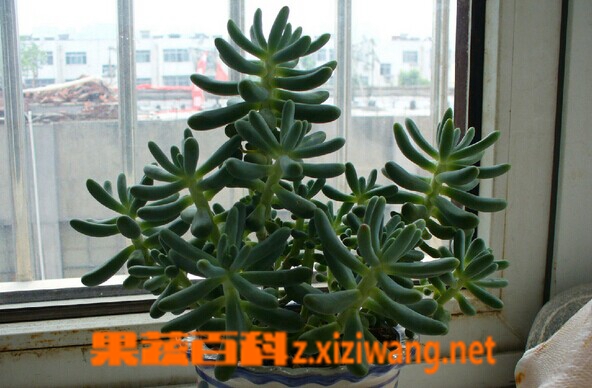 松鼠尾的功效与作用