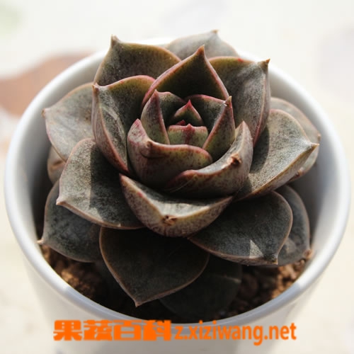大花犀角的功效与作用