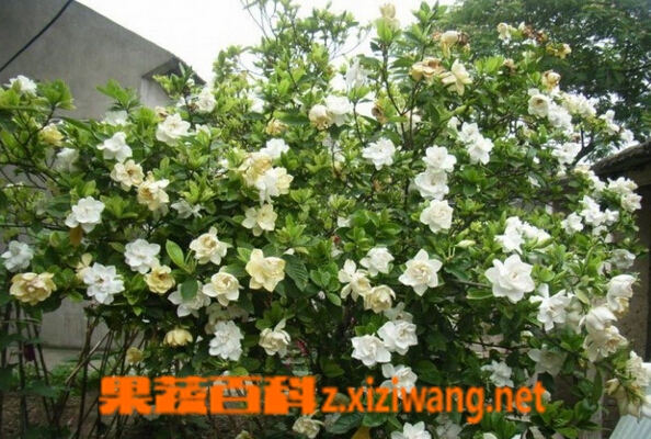 小栀子花的养殖方法