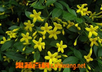 浓香探春的功效与培育