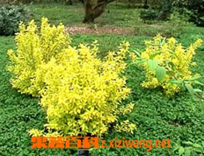 山梅花的功效与作用