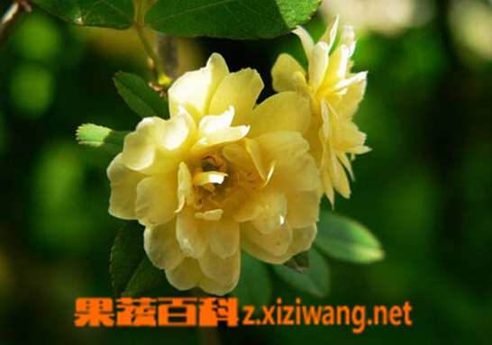 重瓣黄木香的功效与作用