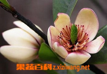 含笑的功效与作用