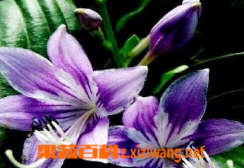 南美水仙的功效与培育