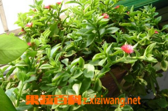 心叶冰花的功效与作用