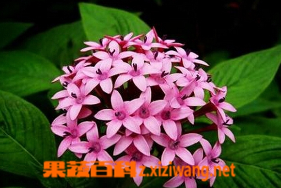 繁星花的功效与作用