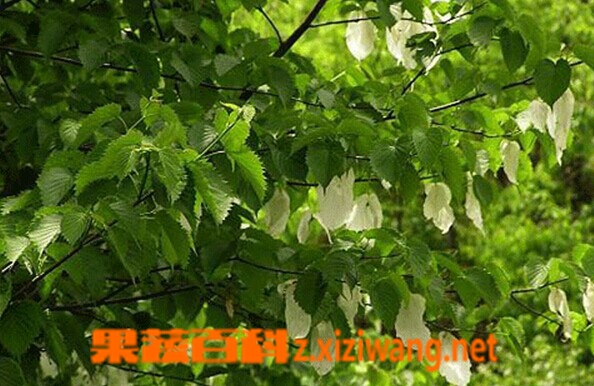珙桐的功效与作用