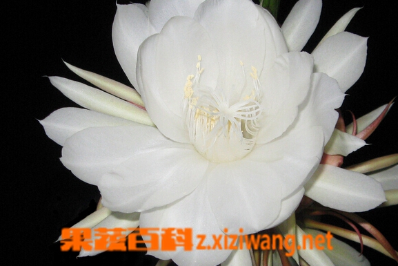 昙花的养殖方法