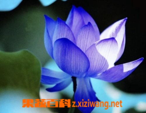 子午莲的功效与作用