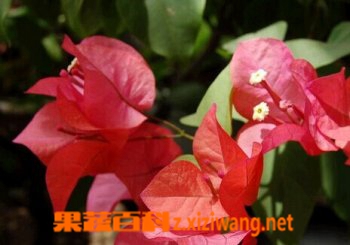 光叶子花的功效与作用