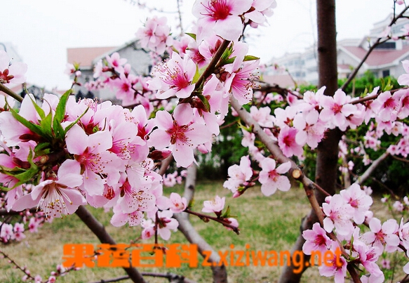 三月花的名字和图片