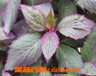 紫鹅绒的功效与作用