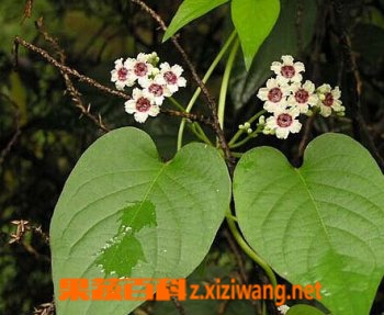 鸡屎藤的功效与价值