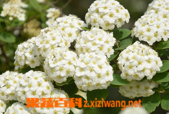 麻叶绣线菊的功效与作用