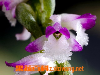 绶草的功效与作用