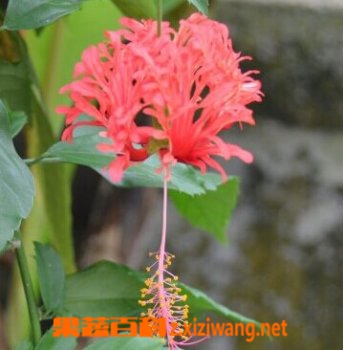 吊灯扶桑的功效与培育