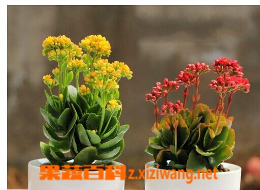 长寿花如何养 长寿花养殖方法