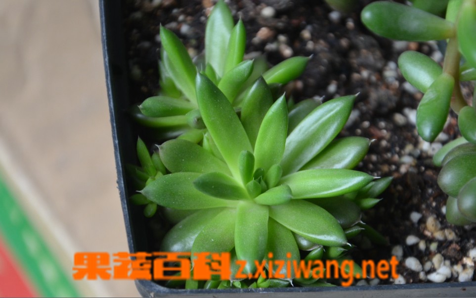 瓦松的功效与作用