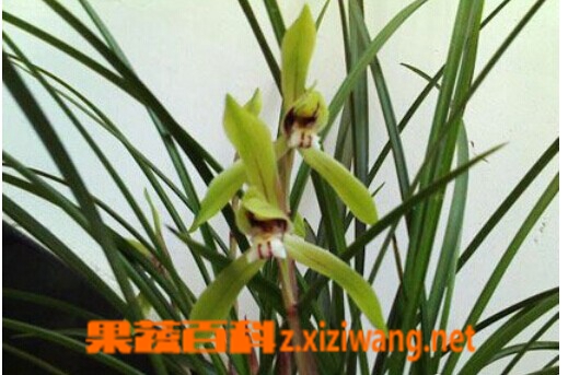 兰花的养殖方法