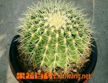 金琥的功效与栽培