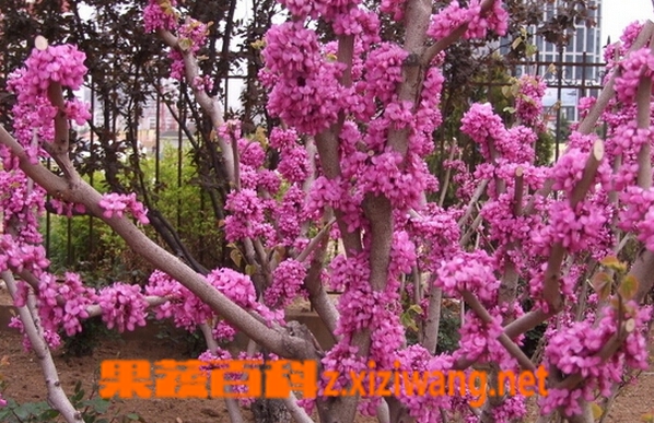 紫荆的功效与作用