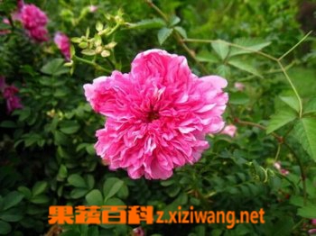 缫丝花的功效与价值
