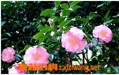 山茶花的养殖方法