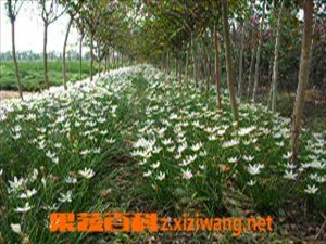 春兰的功效与作用