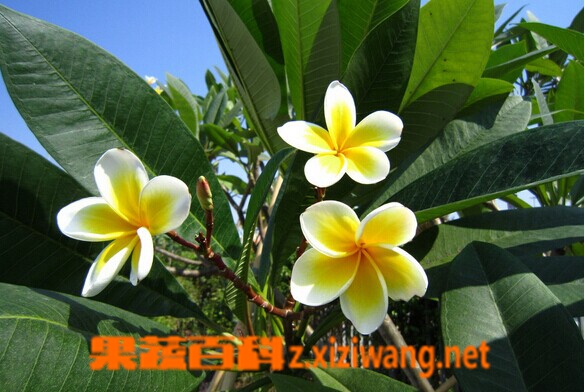 鸡蛋花的功效与作用