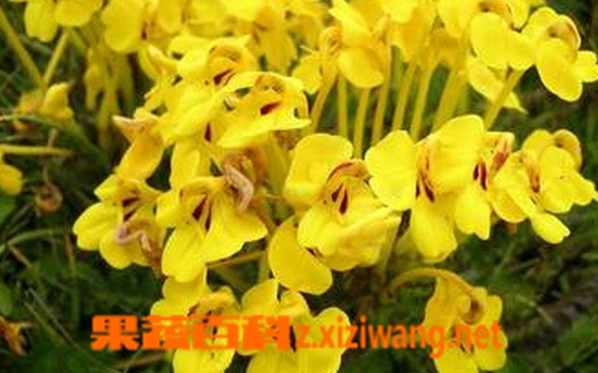 硕花马先蒿的功效与作用