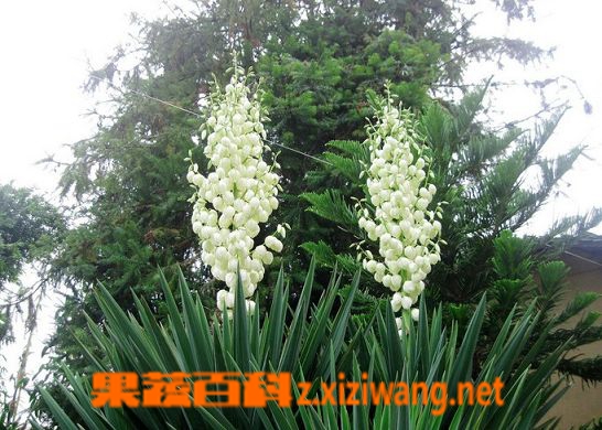 剑麻的功效与作用