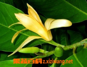黄兰的功效与作用